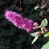 Spirea, Pink