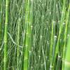 Rough Horsetail, Common Horsetail, Scouring Rush