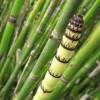 Rough Horsetail, Common Horsetail, Scouring Rush