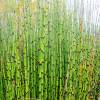 Rough Horsetail, Common Horsetail, Scouring Rush