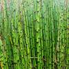 Rough Horsetail, Common Horsetail, Scouring Rush