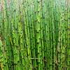 Rough Horsetail, Common Horsetail, Scouring Rush