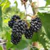 Blackberry, edible, early 'Loch'Tay'