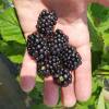 Blackberry, edible, early 'Loch'Tay'