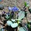 Oyster plant, Oyster leaf