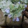 Oyster plant, Oyster leaf