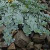 Oyster plant, Oyster leaf