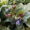 Oyster plant, Oyster leaf