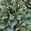 Oyster plant, Oyster leaf