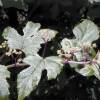 Variegated porcelain berry