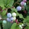 Variegated porcelain berry