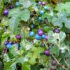 Variegated porcelain berry