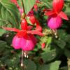 Fuchsia 'Champion'