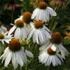 White Coneflower