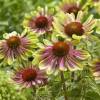 Coneflower 'Green Twister'