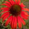 Coneflower Red