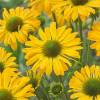 Coneflower Yellow