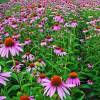 Coneflower, Purple