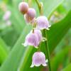 Lily of the valley, Pink