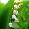 Lily of the valley, Pink