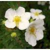 Potentilla, White