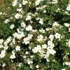 Potentilla, White