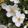 Potentilla, White