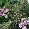 Potentilla, Pink