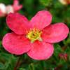 Potentilla, 'Danny Boy'