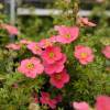 Potentilla, 'Danny Boy'