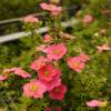 Potentilla, 'Danny Boy'