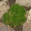 Heath Pearlwort Lawn