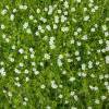 Heath Pearlwort Lawn