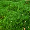 Heath Pearlwort Lawn