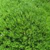 Heath Pearlwort Lawn