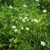 Heath Pearlwort Lawn