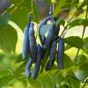 Blue Bean Shrub, Dead Man's Fingers