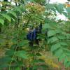 Blue Bean Shrub, Dead Man's Fingers