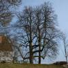 Kentucky Coffee Tree