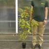 Mountain Pepper, Litsea