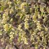 Hazel, Fragrant Winter