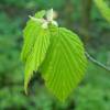 Hazel, Fragrant Winter