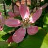 Quince, Chinese