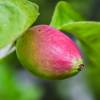 Quince, Chinese