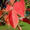 Quince, Chinese