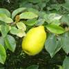 Quince, Chinese