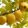 Quince, Chinese