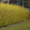 Dogwood, Golden-Twig