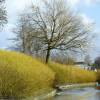 Dogwood, Golden-Twig