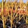 Dogwood, Golden-Twig